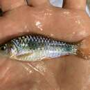 Image of African redfinned barb