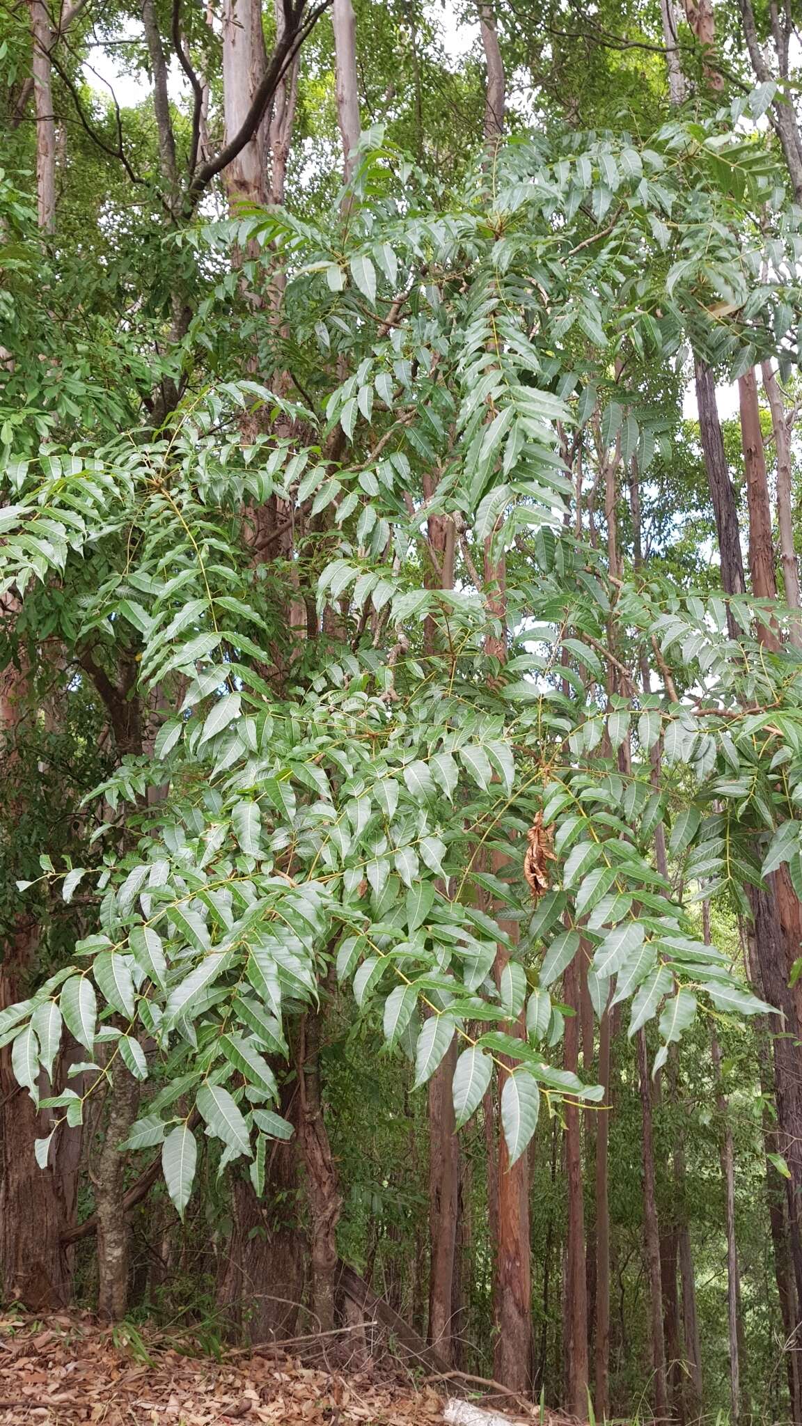 Image of redcedar