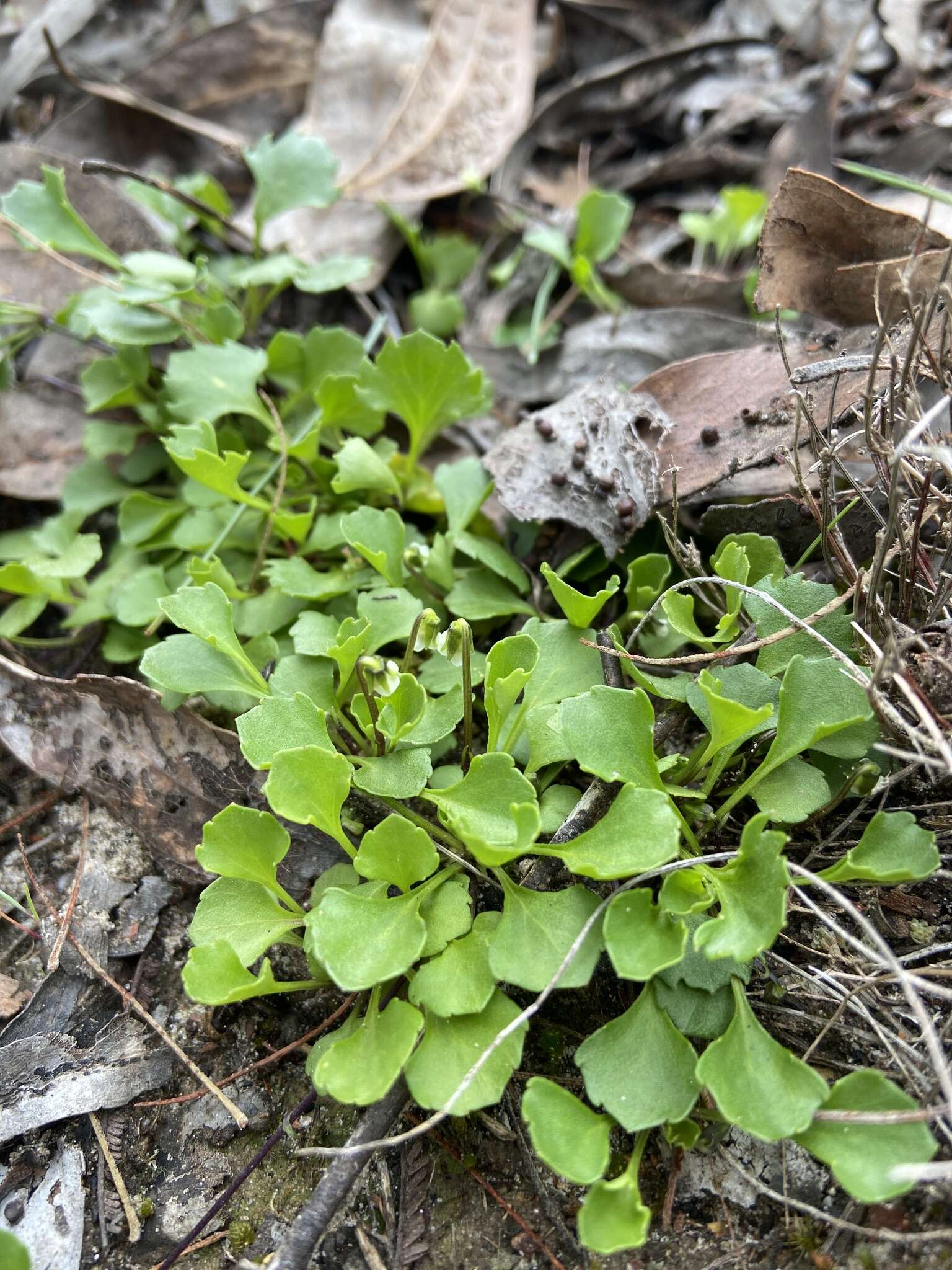 Image of Viola hederacea subsp. cleistogamoides L. Adams