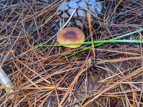 Image de Pholiota communis (Cleland & Cheel) Grgur. 1997