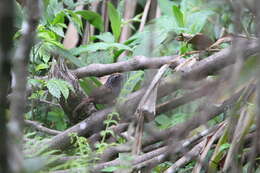Image of Cachar Wedge-billed Babbler