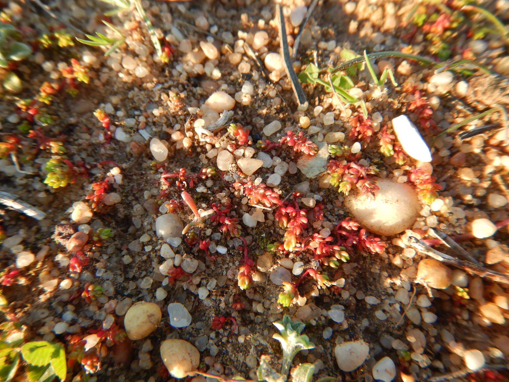 Crassula tillaea Lester-Garland resmi