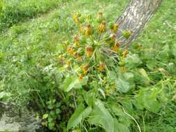 Image de Ligularia thyrsoidea (Ledeb.) DC.