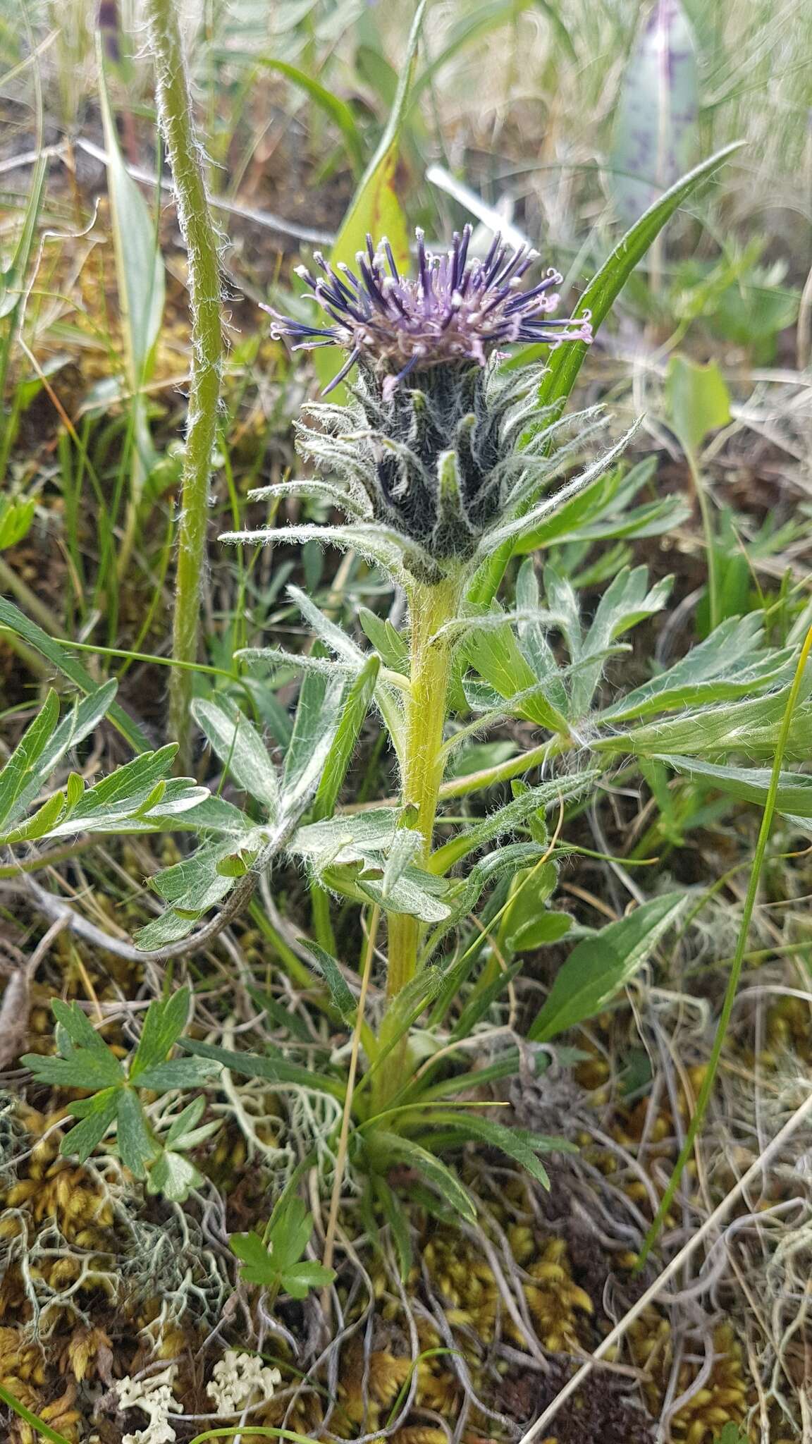 Sivun Saussurea schanginiana (Wydl.) Fisch. ex Herd. kuva