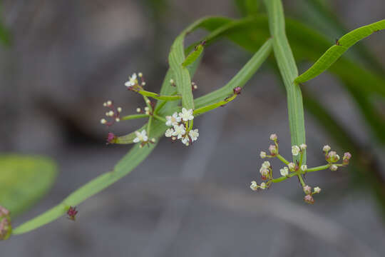 Imagem de Platysace compressa (Labill.) C. Norman