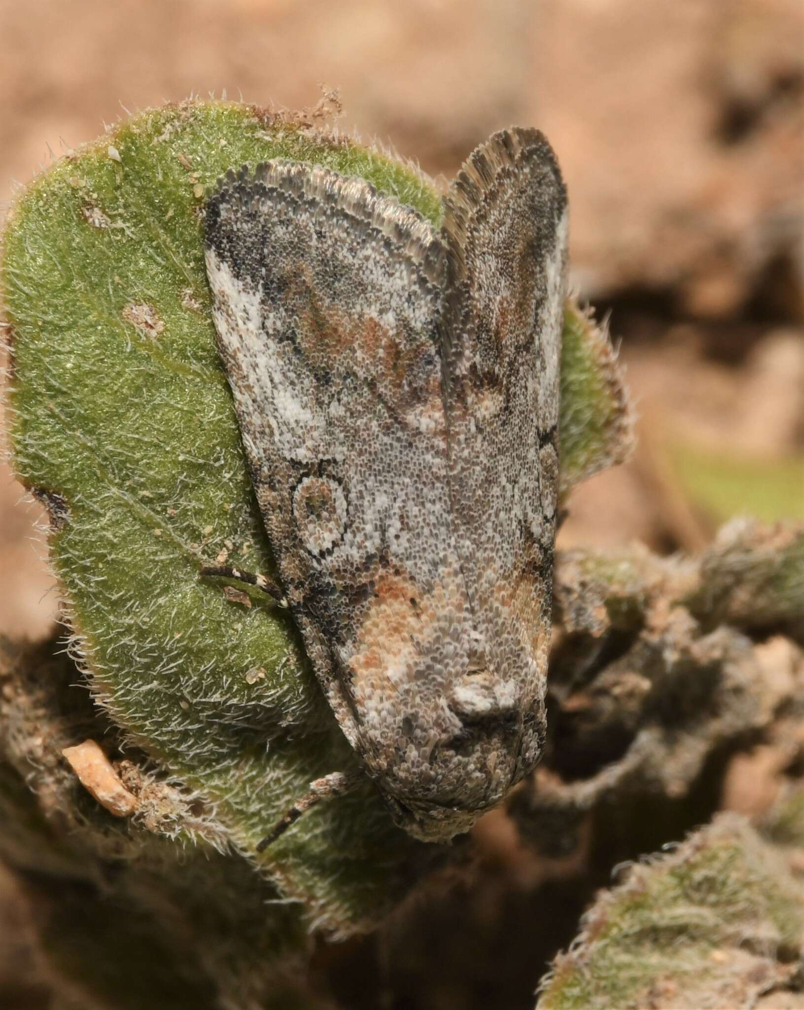 Image of Aleptina inca Dyar 1902