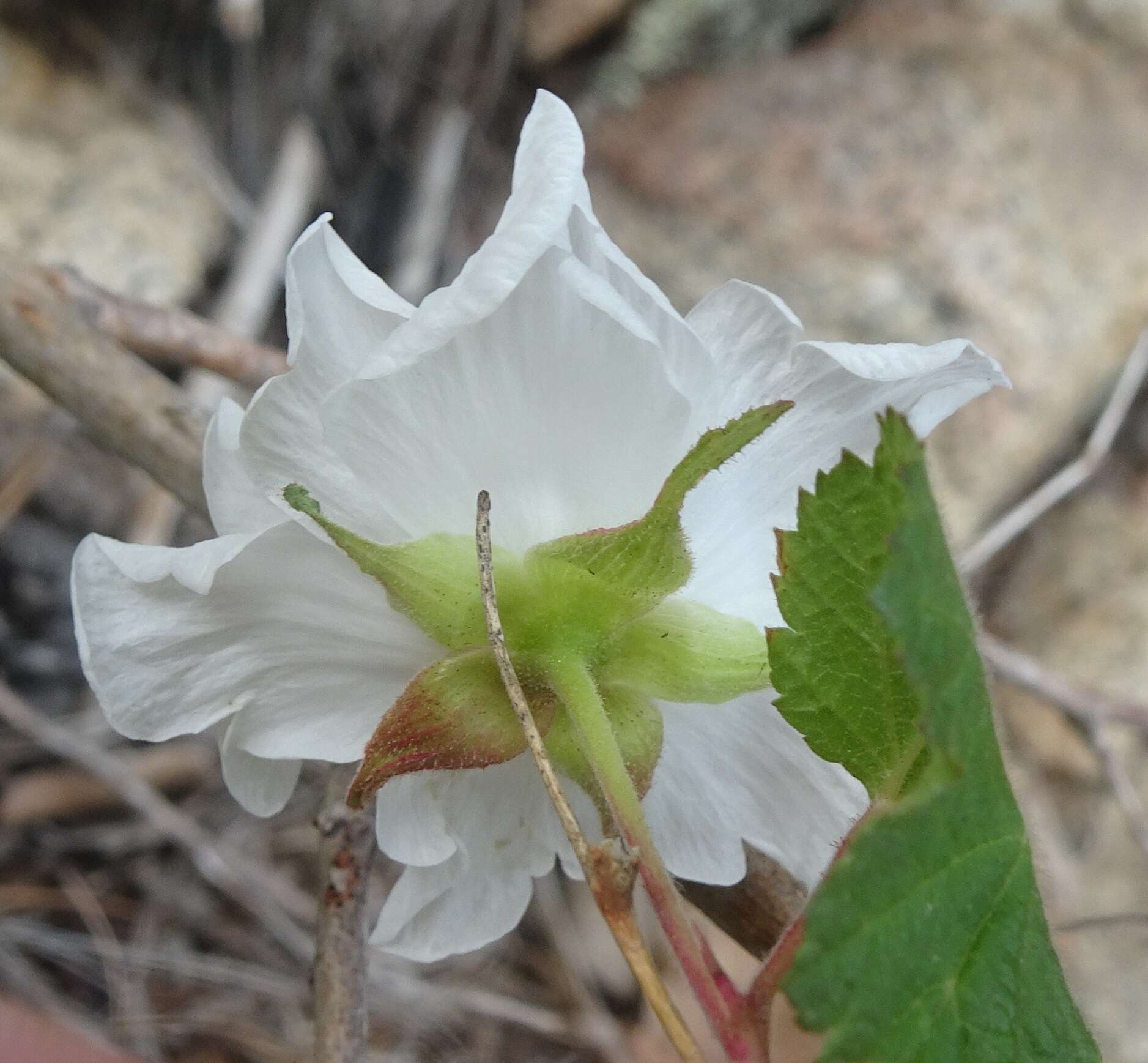 Image de Rubus neomexicanus A. Gray