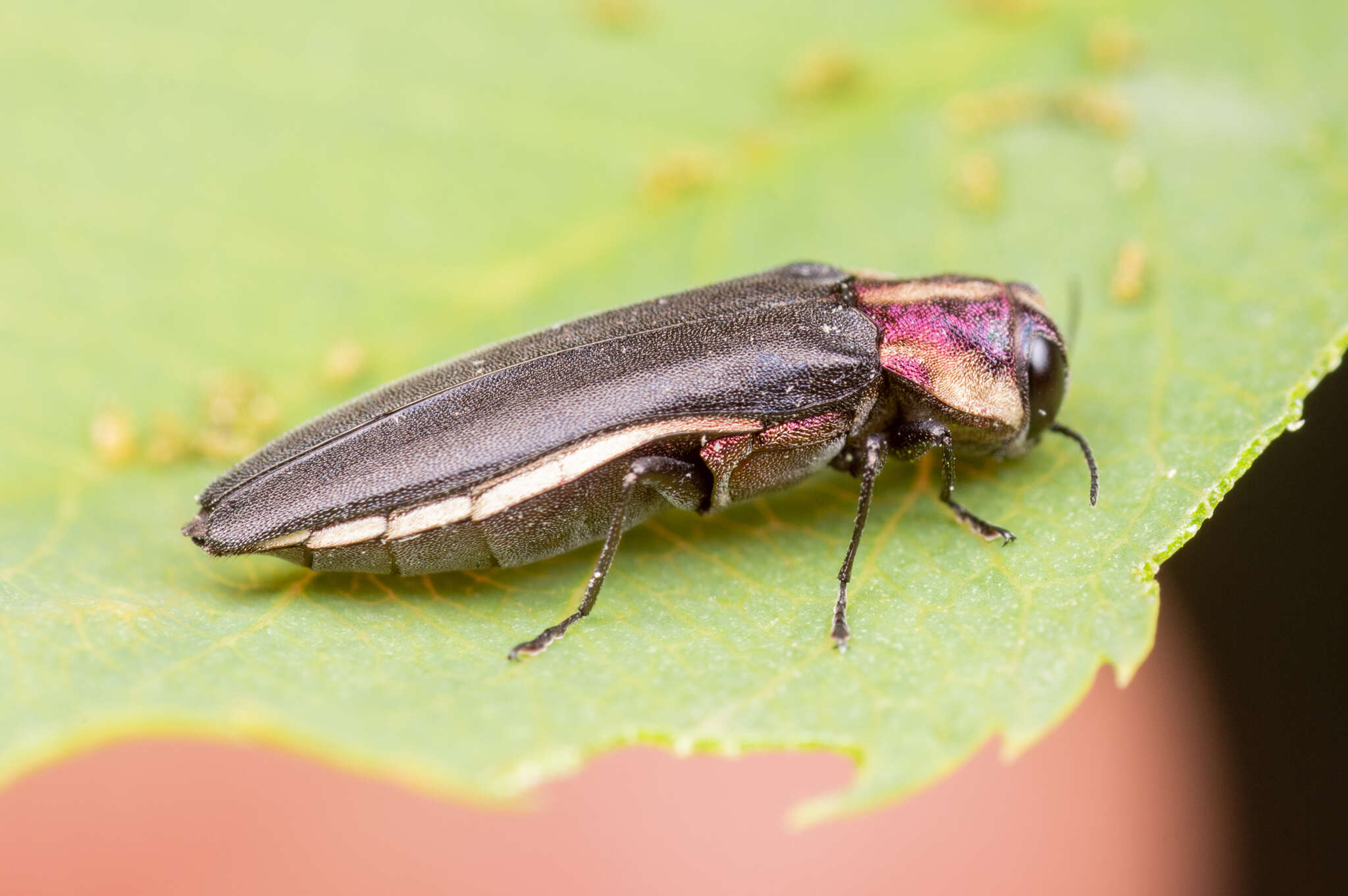 Image of Agrilus vittaticollis (Randall 1838)