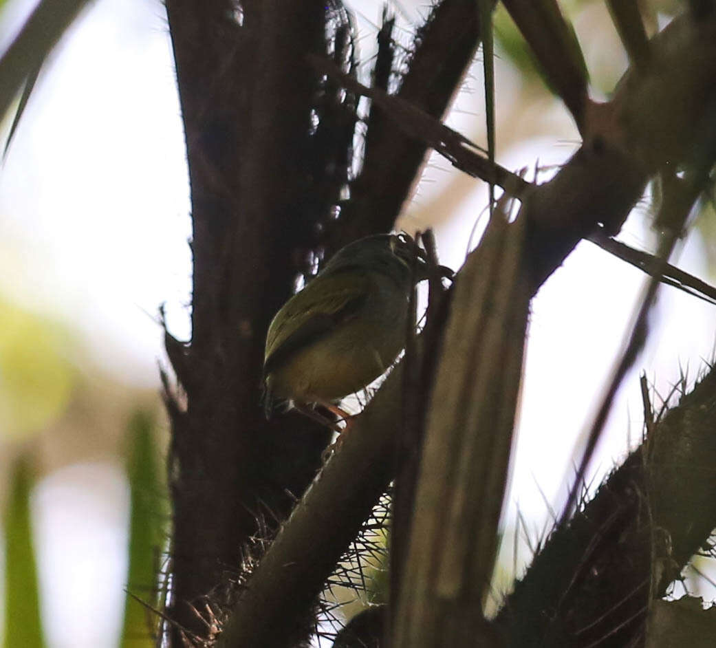 Image of Black-capped Pygmy Tyrant