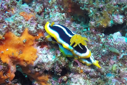 Image of Chromodoris africana Eliot 1904