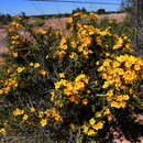 Image of Menodora robusta (Benth.) A. Gray