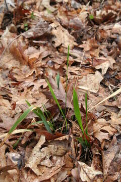 Image de Oryzopsis asperifolia Michx.