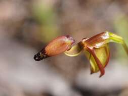 Image of Caleana disjuncta (D. L. Jones) M. A. Clem.