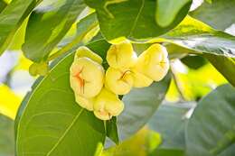 Image of watery roseapple