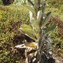 Image of Verbascum litigiosum Samp.
