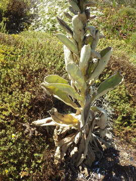 Image of Verbascum litigiosum Samp.