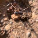 Image of European Ant-eating Spider