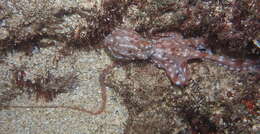 Image of night octopus