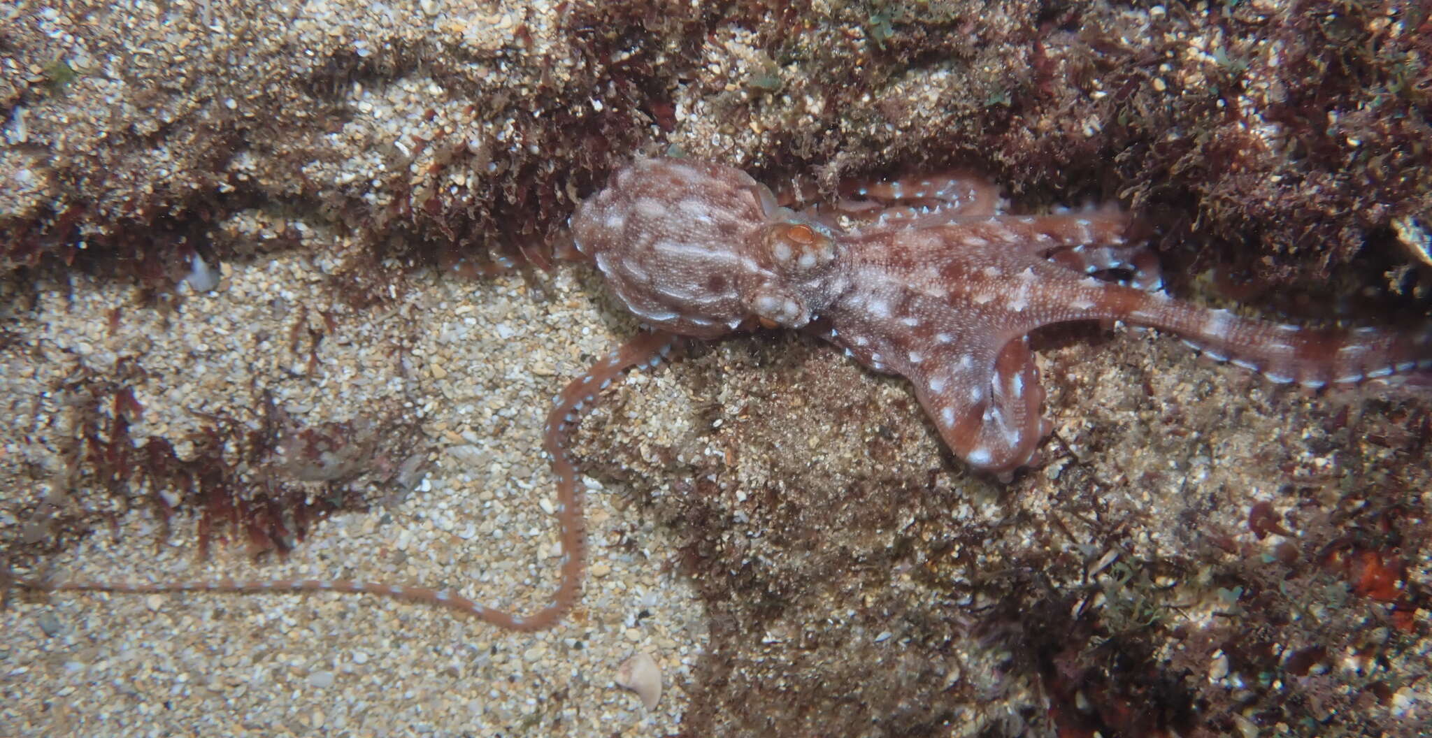 Imagem de Callistoctopus ornatus (Gould 1852)