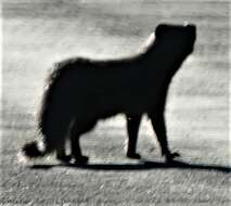 Image of Cape Gray Mongoose