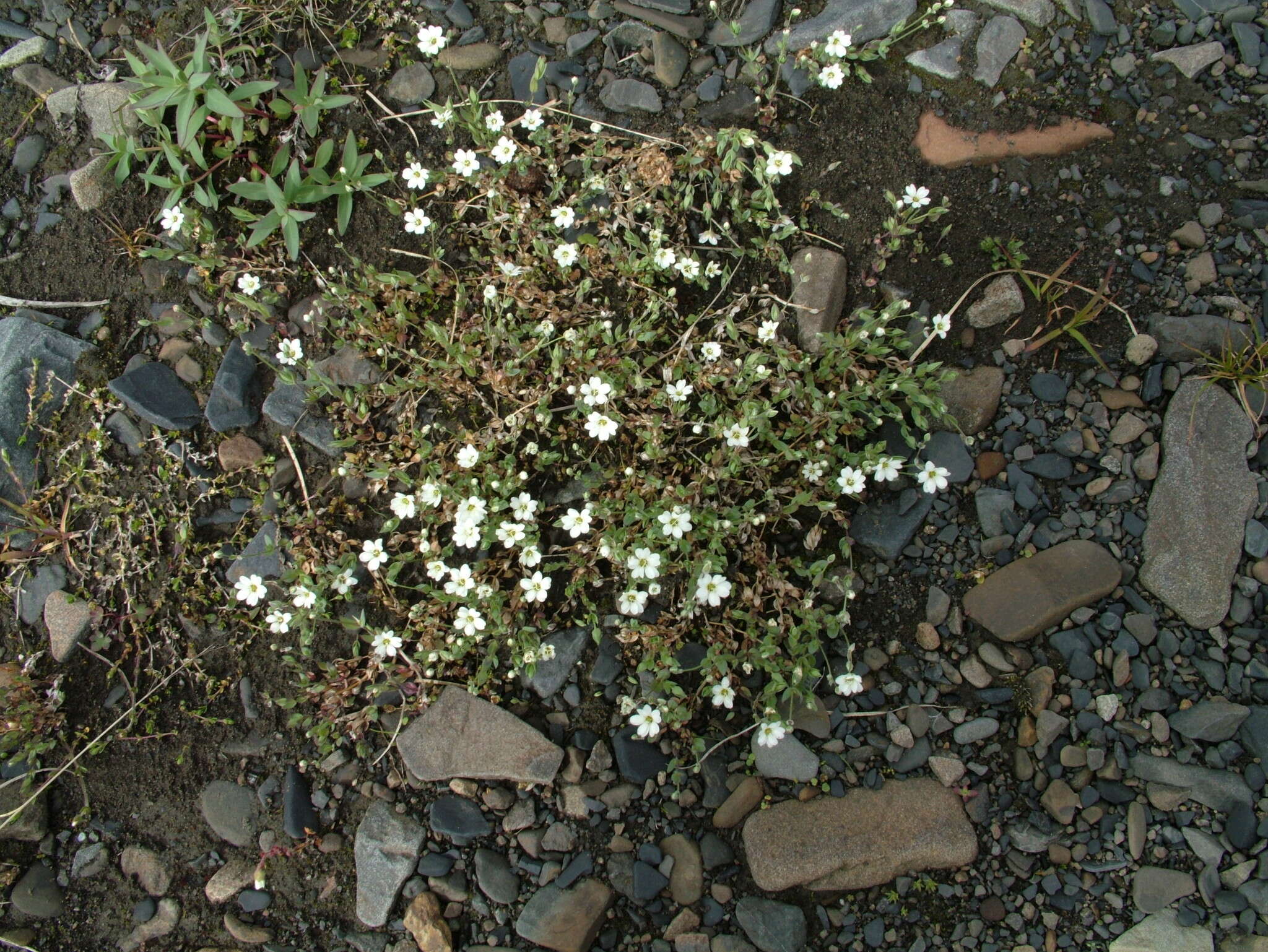 Image of Regel's chickweed