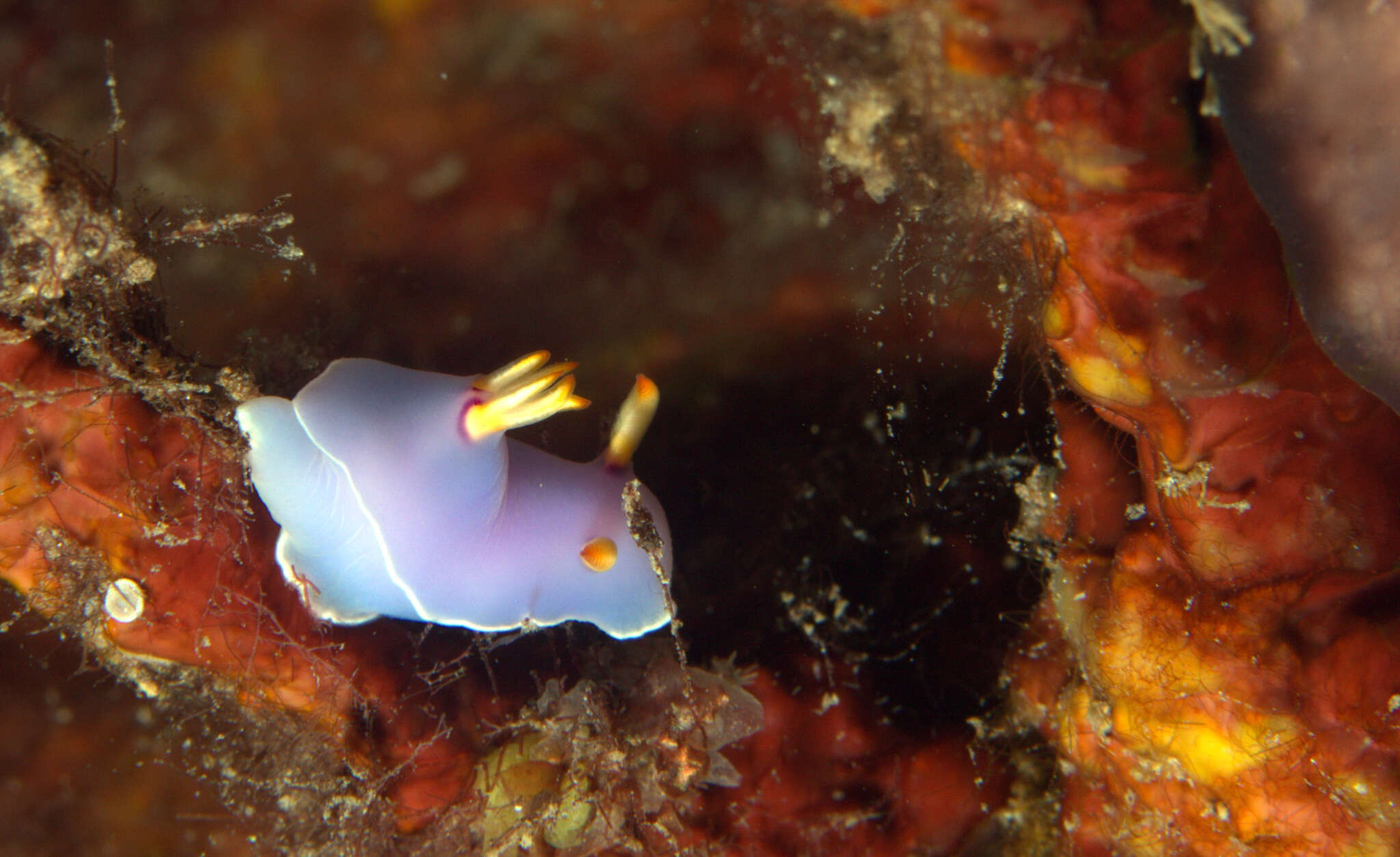 Image of Hypselodoris melanesica Gosliner & R. F. Johnson 2018