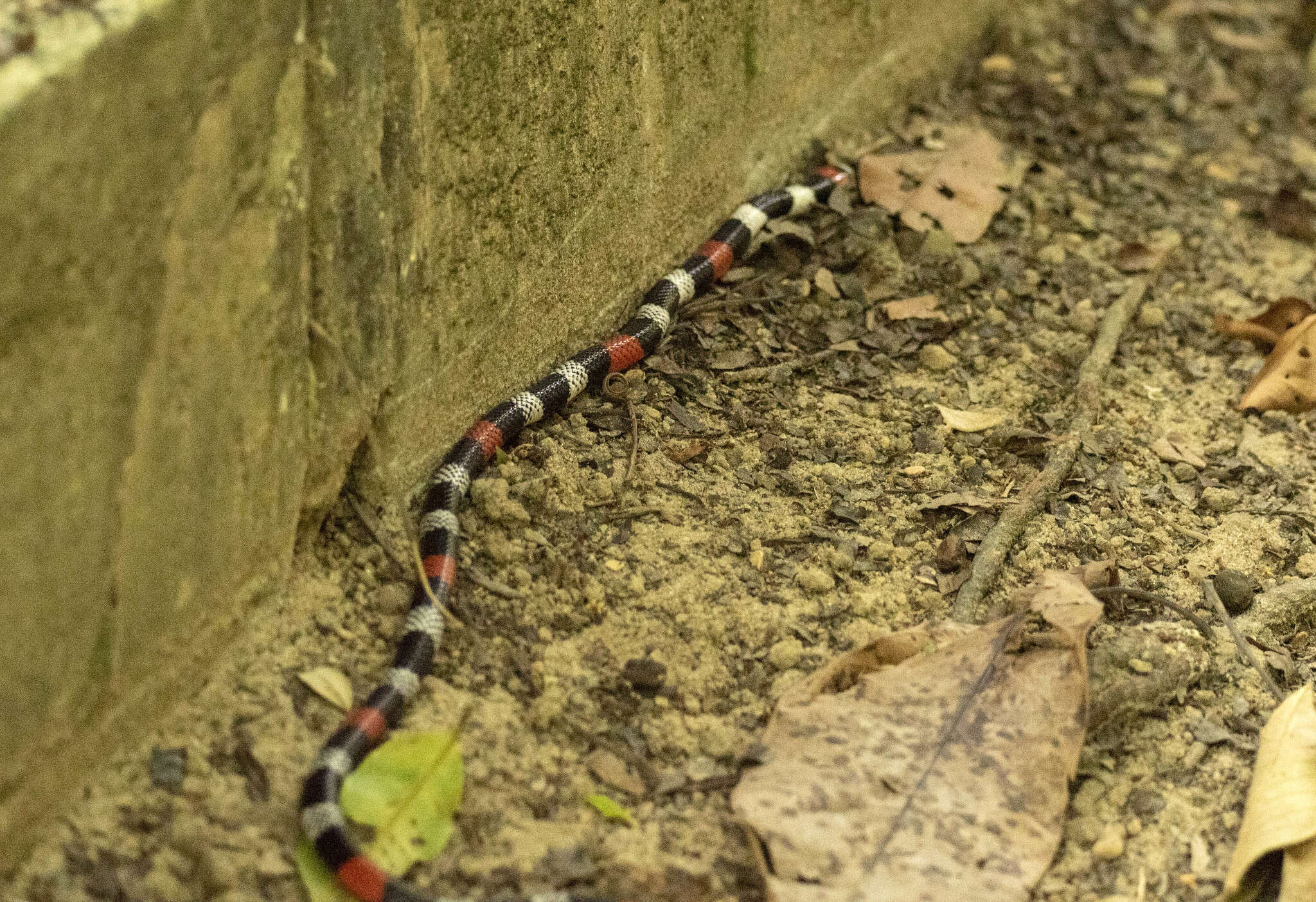 Image of Micrurus ibiboboca (Merrem 1820)