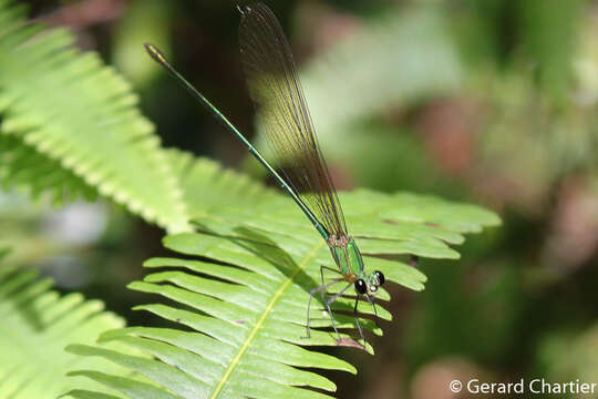 Image of Clear-winged forest glory