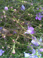 Image of slenderleaf false foxglove