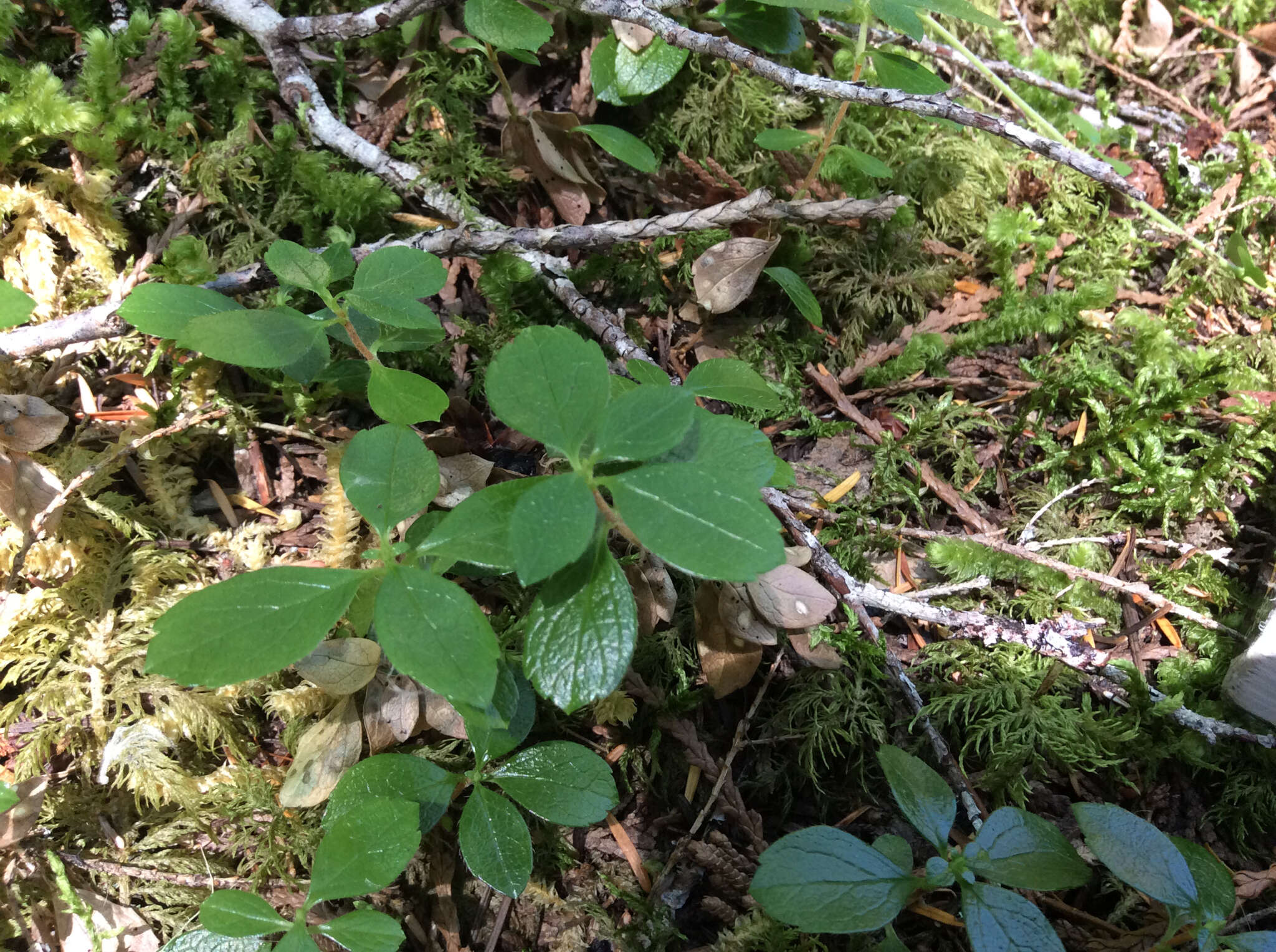 Image de Linnaea borealis L.