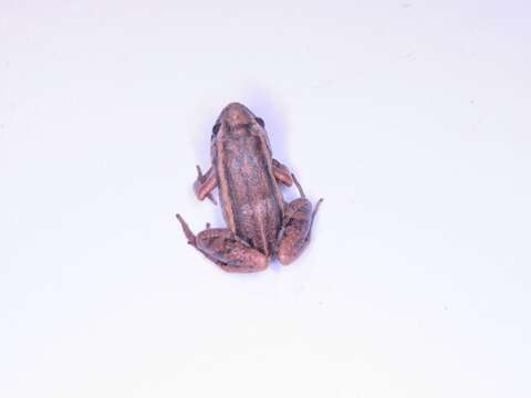 Image of Napo Tropical Bullfrog