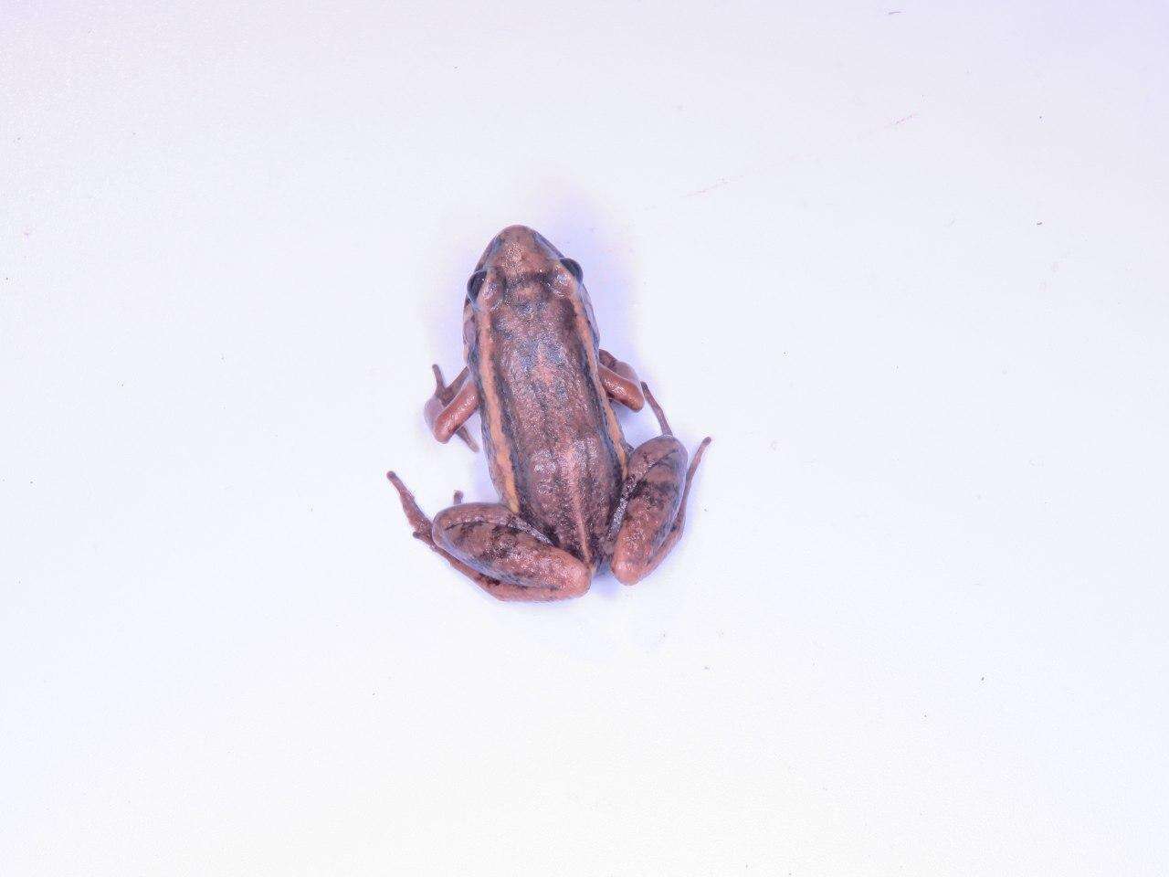 Image de Leptodactylus hylaedactylus