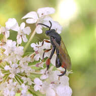 Sivun Chalcis sispes (Linnaeus 1761) kuva