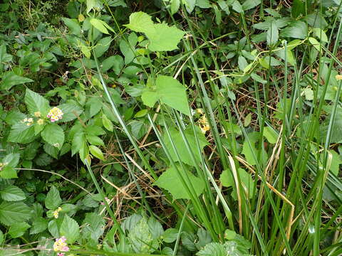 Image of heartleaf peppervine