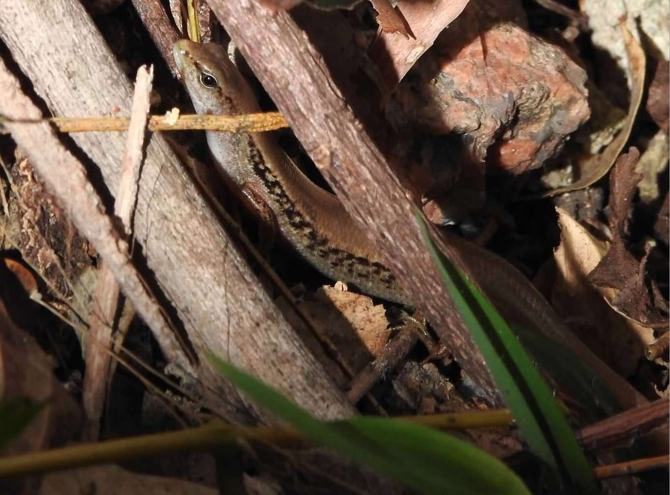 Image of Modest Ground Skink