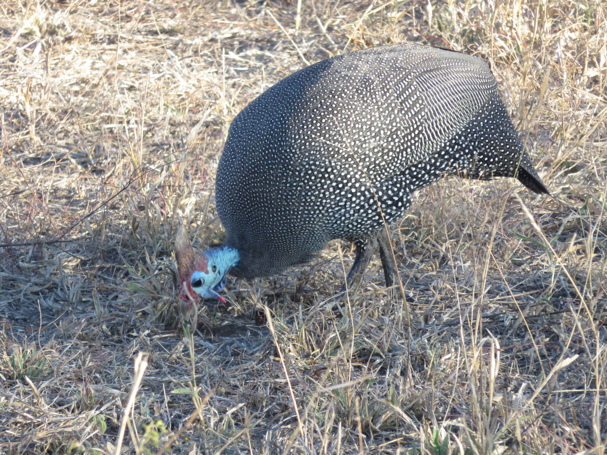 Image of Numida meleagris mitratus (Pallas 1764)