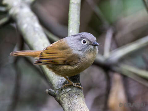 Image of Huet's Fulvetta