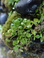 Image of Ranunculus acaulis Banks & Soland.