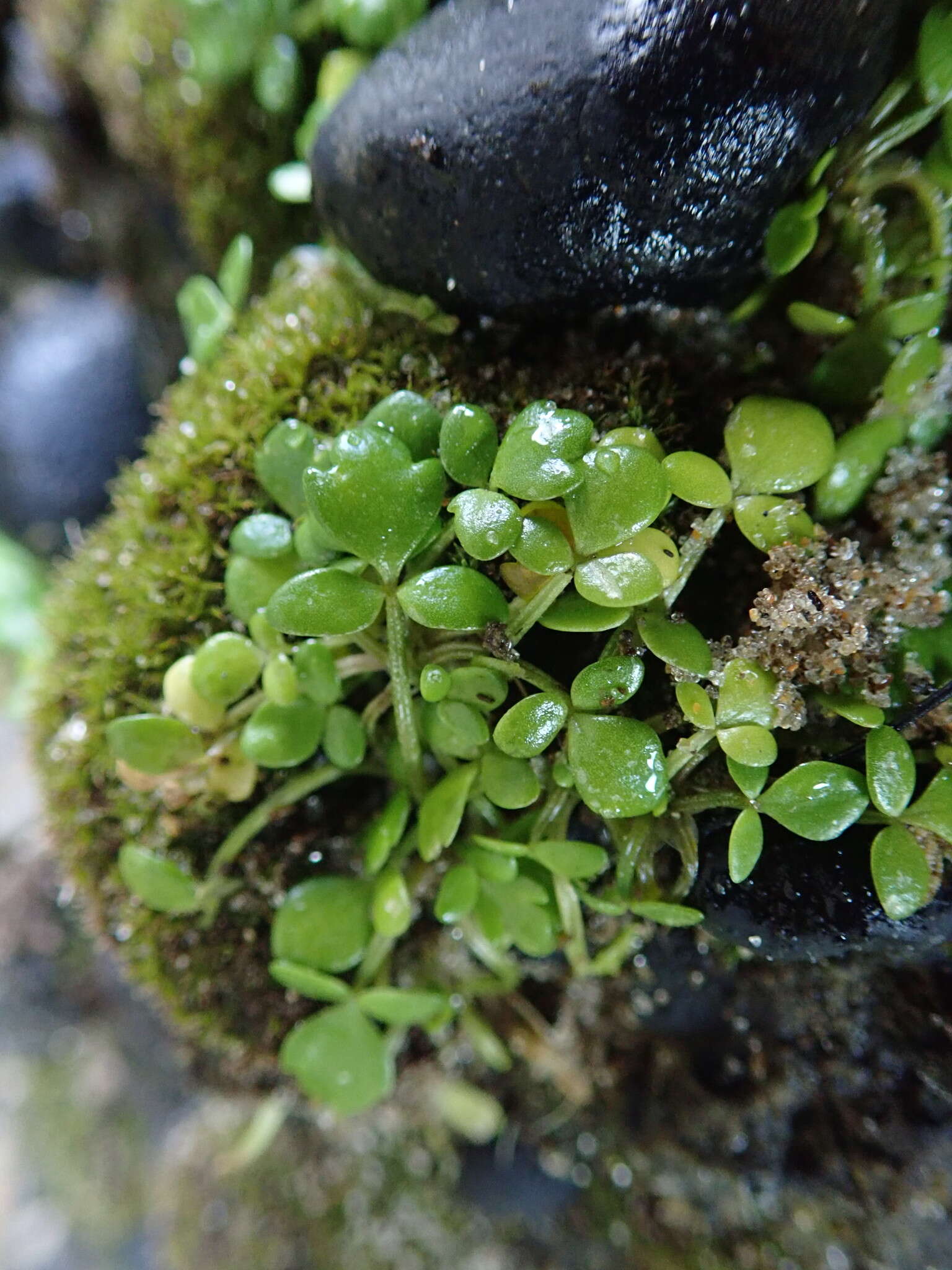 Image of Ranunculus acaulis Banks & Soland.