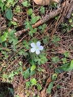 Image of Geranium suzukii Masam.