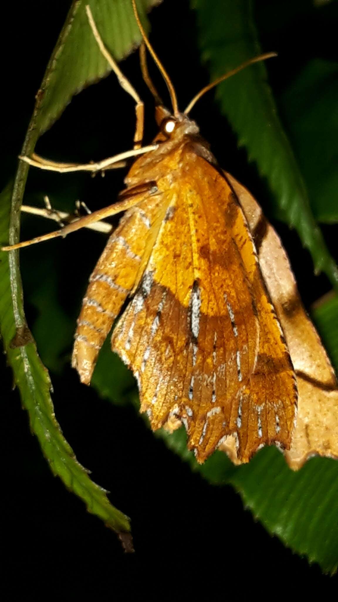 Image of zigzag fern looper