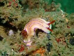 Plancia ëd Hypselodoris emma Rudman 1977