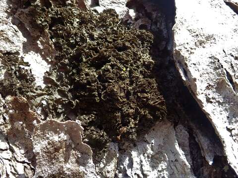 Image of skin lichen