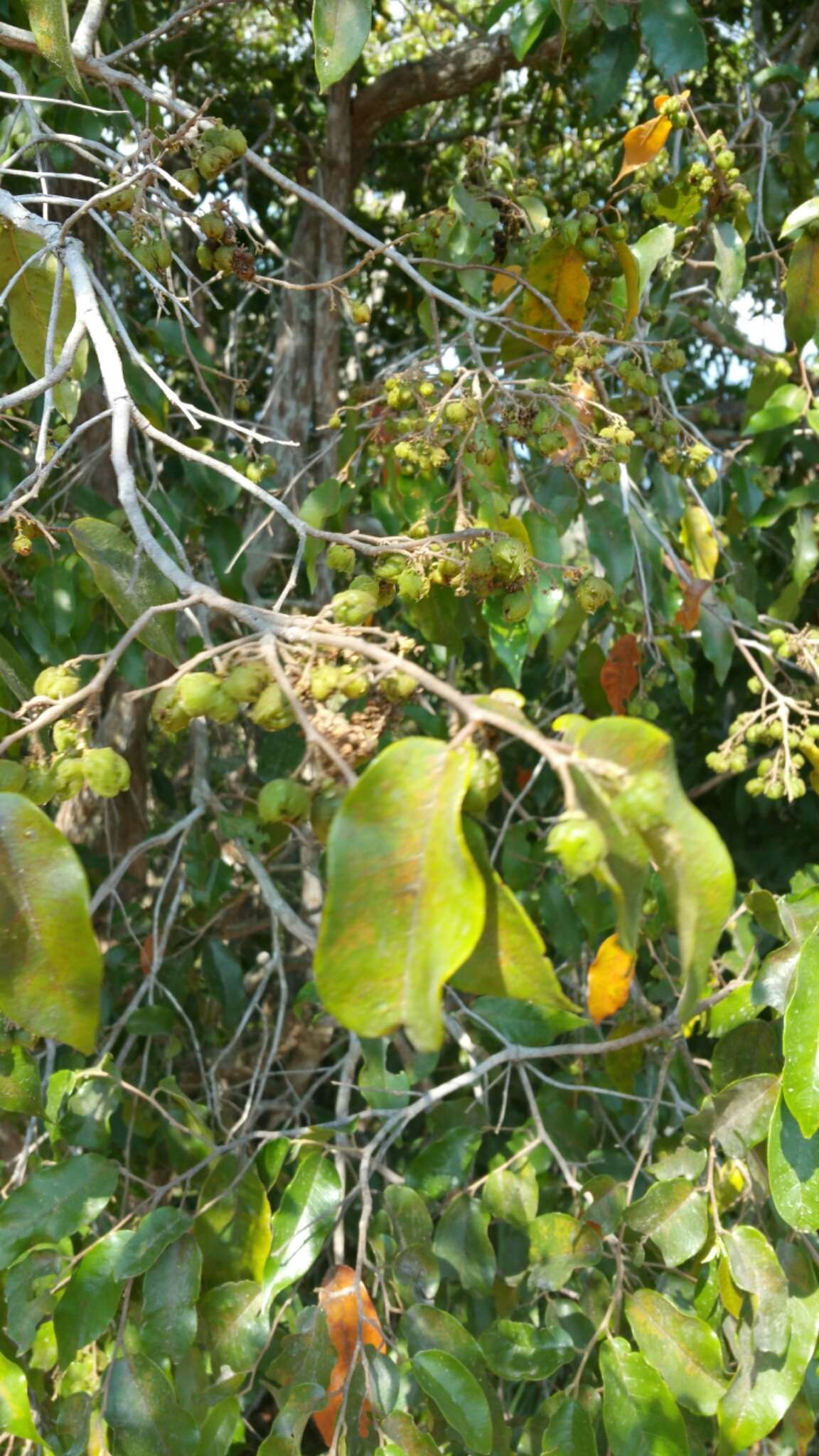 Слика од Schizolaena parviflora (F. Gérard) H. Perrier