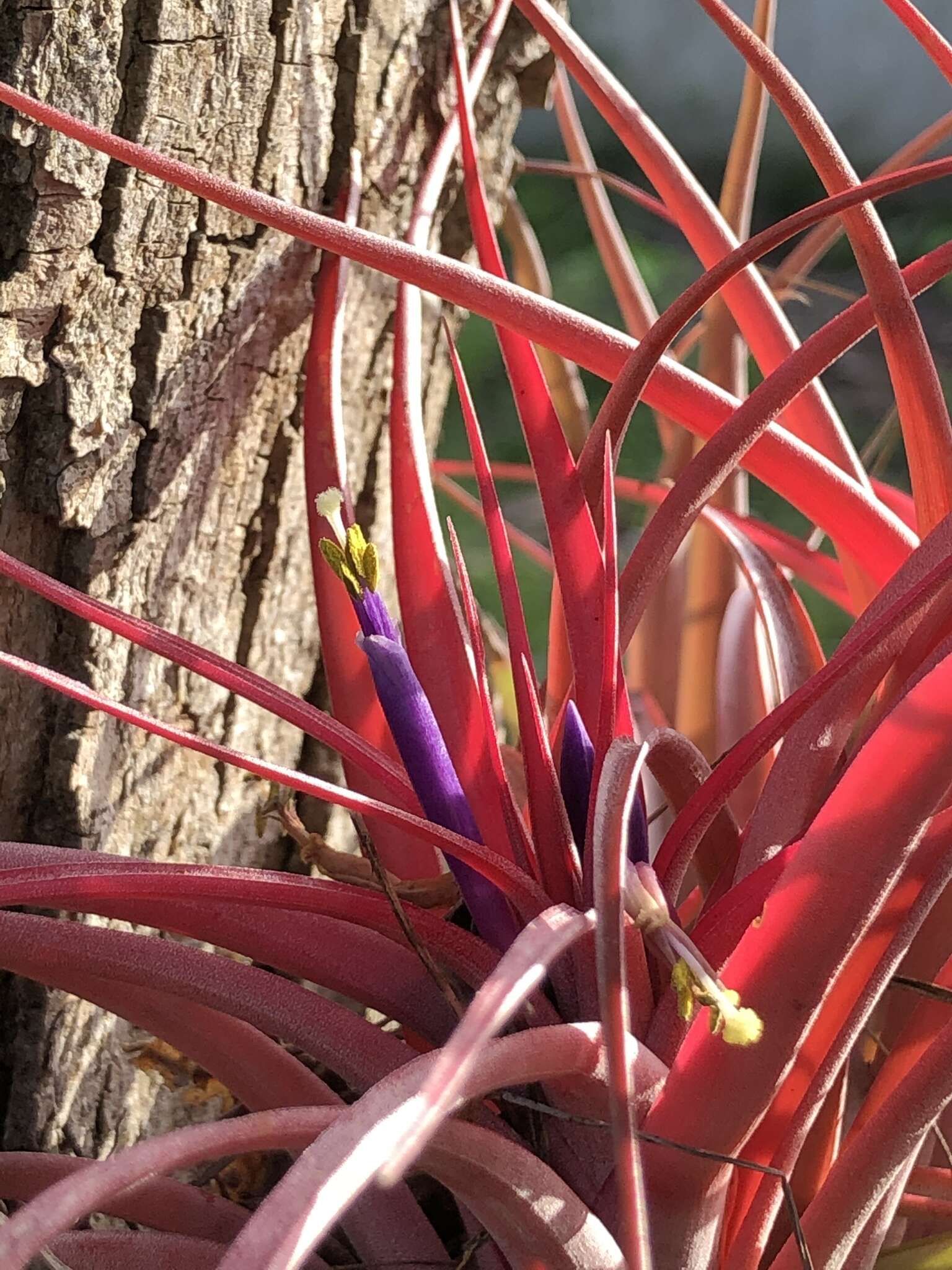 Imagem de Tillandsia brachycaulos Schltdl.