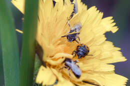 Image of Panurginus albopilosus (Lucas 1849)