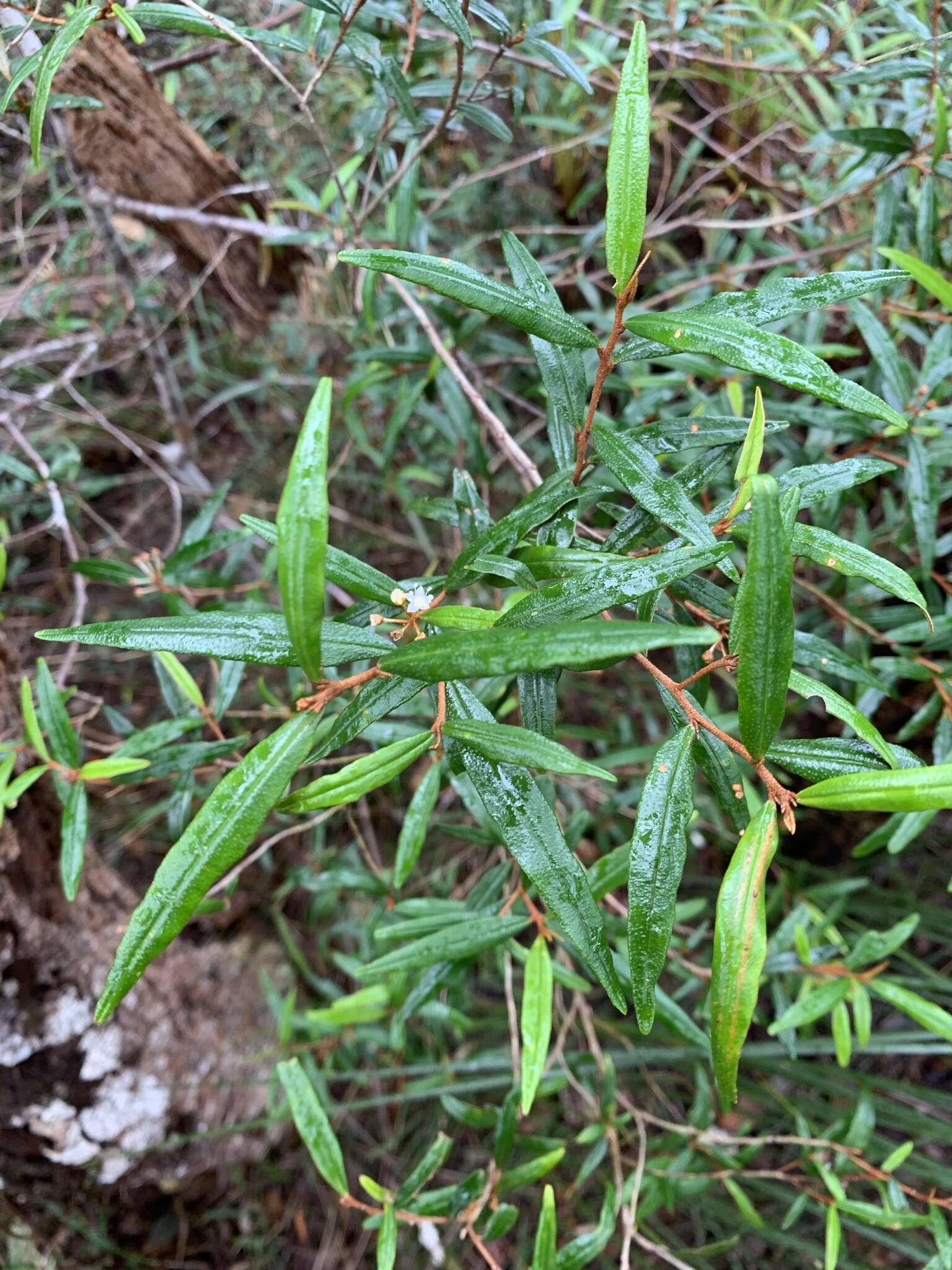 Image of Phebalium longifolium S. T. Blake