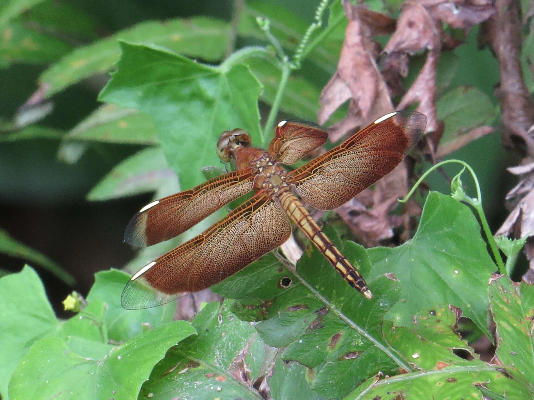 Image of <i>Neurothemis stigmatizans bramina</i> Guerin 1830