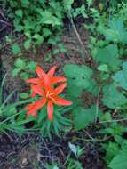 Image of Lilium concolor var. partheneion (Siebold & de Vriese) Baker