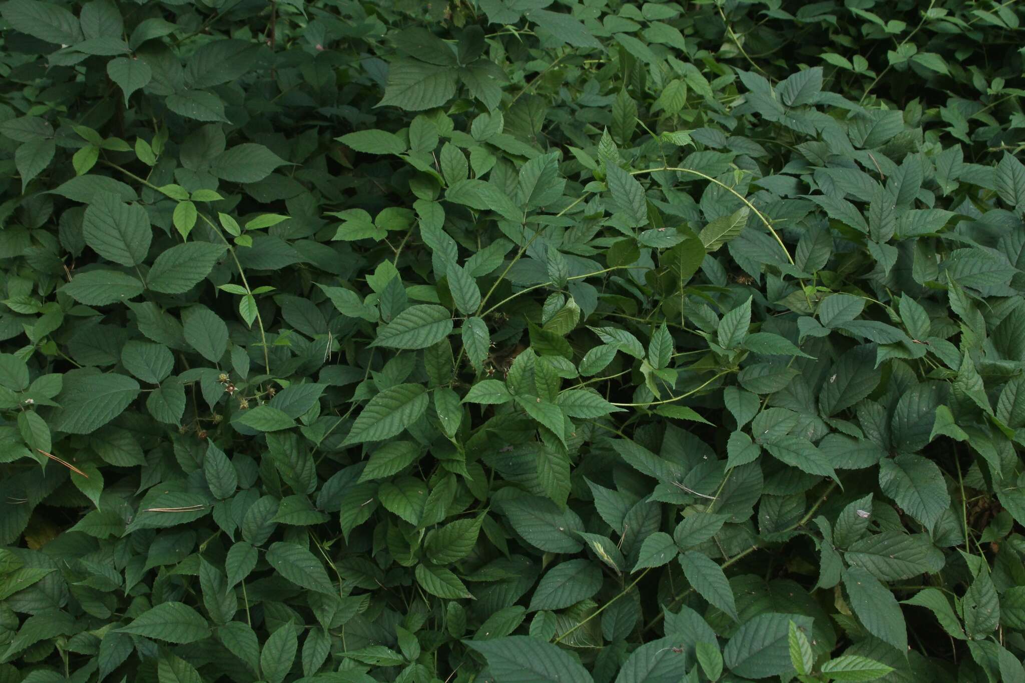 Imagem de Rubus hirtus Waldst. & Kit.